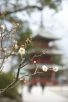 ほころびはじめた梅の花（写真：小久保芙美）